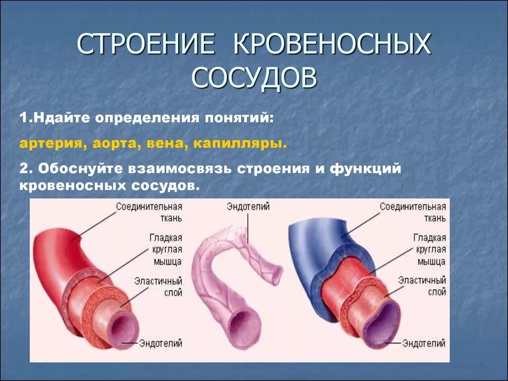 Какие особенности строения артерии. Строение сосудов. Строение кровеносных сосудов. Стенки кровеносных сосудов. Строение стенки сосудов.