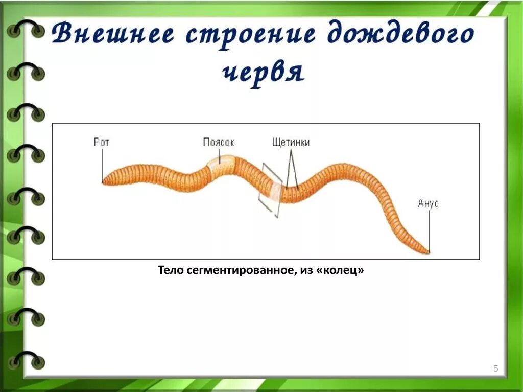 Рисунок строения червя. Внешнее строение дождевого червя рисунок. Кольчатые черви внешнее строение. Внешний вид дождевого червя и основные части его тела. Внешнее строение червя дождевого червя.