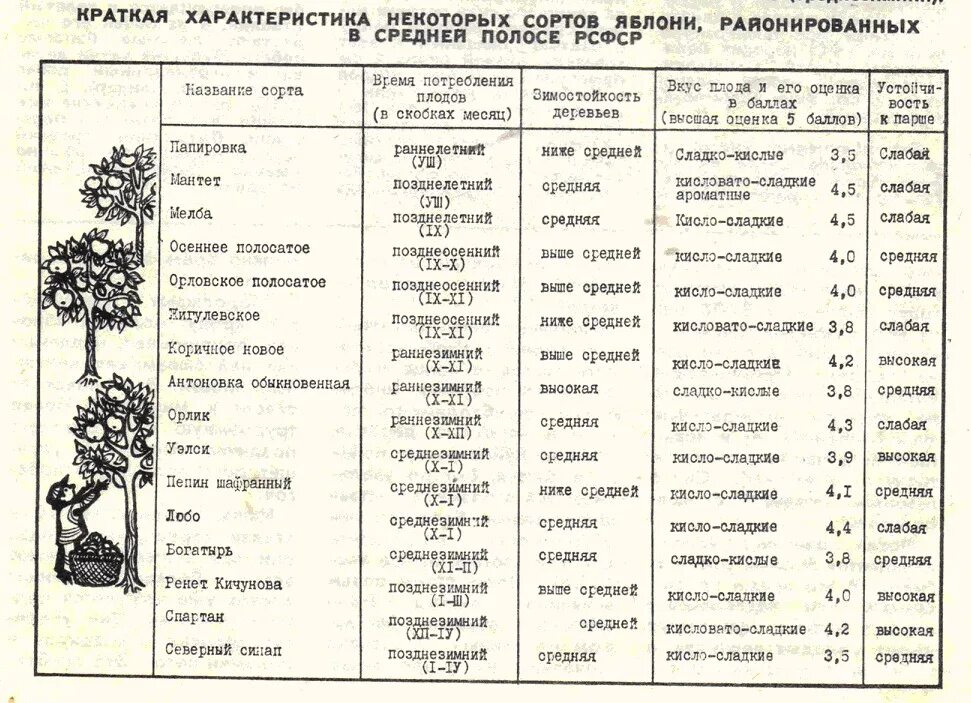 Календарь яблоня. Таблица зимостойкости яблонь. Таблица сортов яблонь по зимостойкости. Высота яблонь по сортам. Яблоня сорта сравнительная таблица.