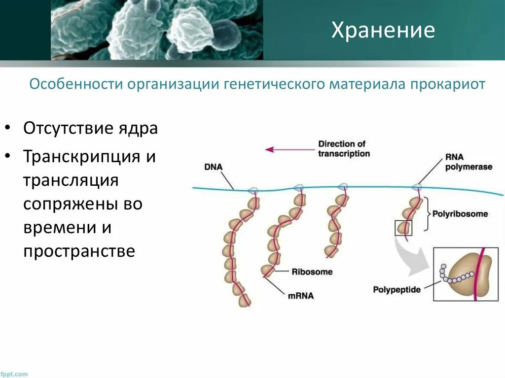 Организация генетического материала у прокариот. Особенности генетического материала прокариот. Структурная организация генетического материала вирусов и прокариот. Особенности организации генетического материала прокариот. Наследственная информация растительной клетки