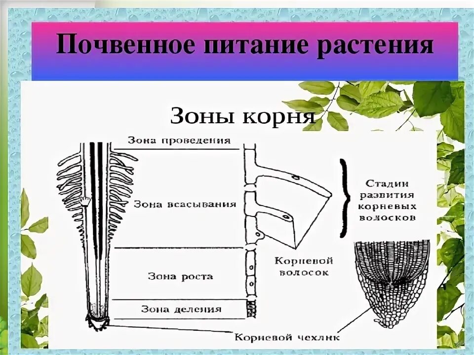 Схема минерального питания растений 6 класс биология. Схема минерального питания растений биология 6. Схема питания растений 6 класс биология. Почвенное питание растений 6 класс биология таблица.