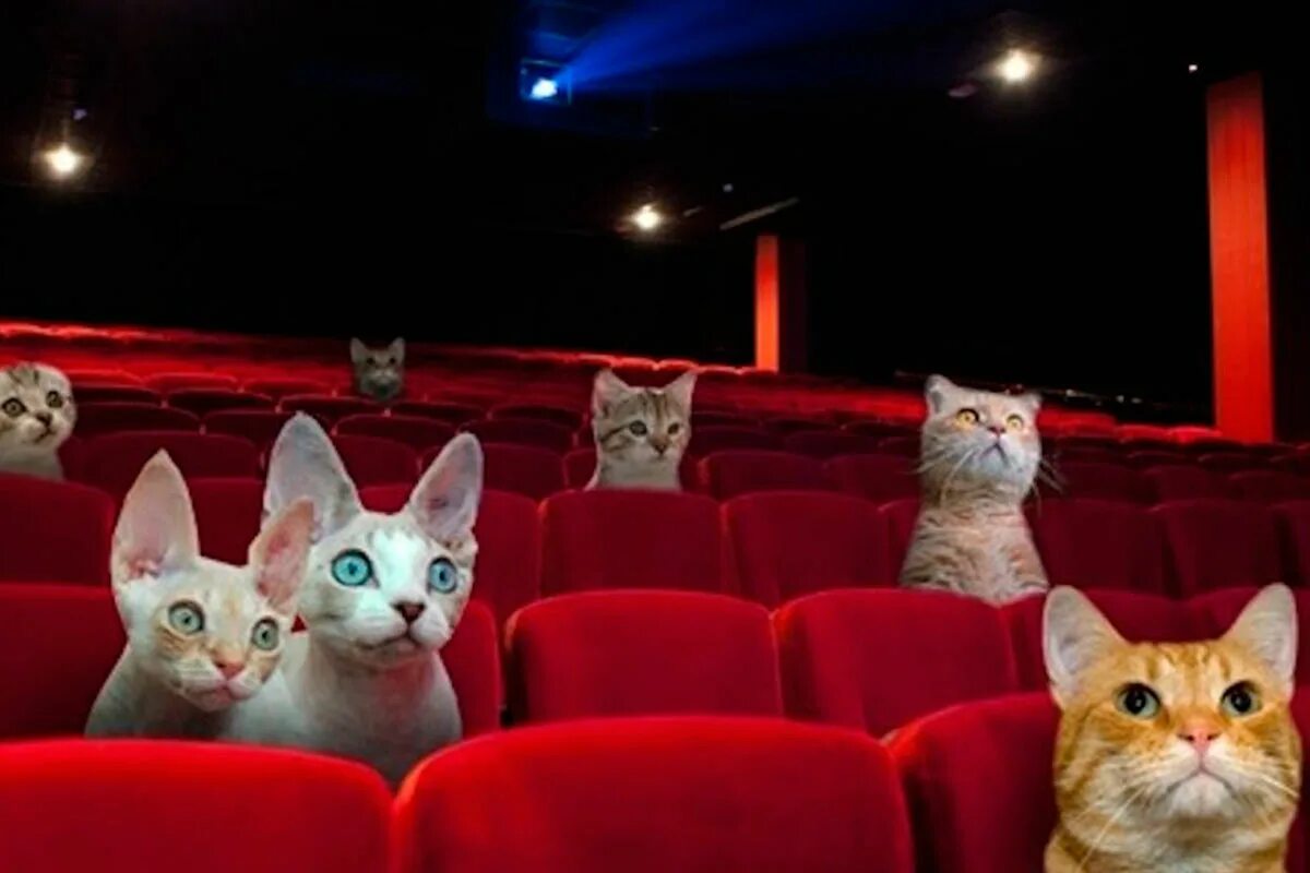 Театральные высказывания. Театр кот. Зрители в театре. Нижегородский театр комедии малая сцена. Театральный угар.