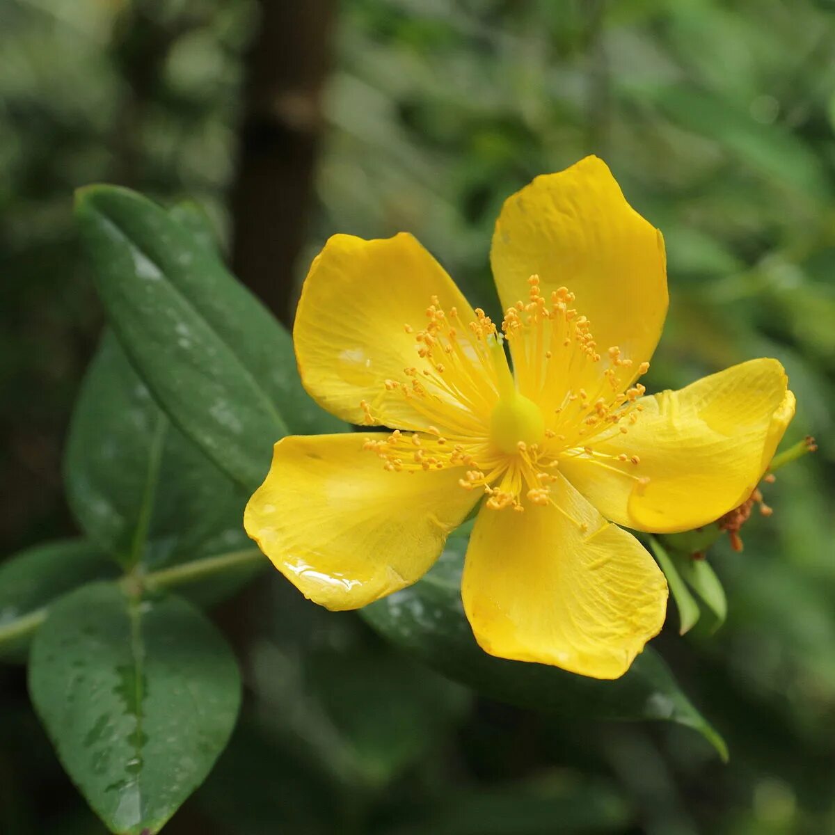 Зверобой (Hypéricum perforátum). Зверобой Олимпийский. Зверобой Олимпийский Hypericum olympicum. Hypericum venustum. Зверобой большой