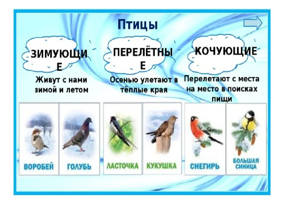 Кто такие птицы 1 класс. Презентация птицы 1 класс. Птицы по окружающему миру 1 класс. Птицы по окружающему миру 2 класс.
