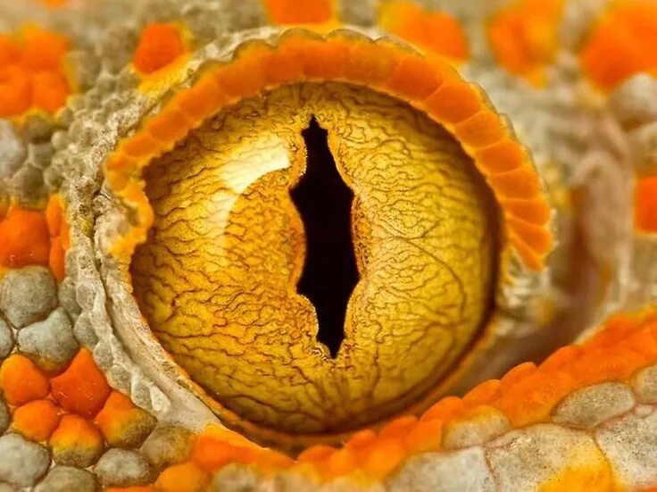 Pin by A B on Animals Reptile eye, Chinese water dragon, Reptiles