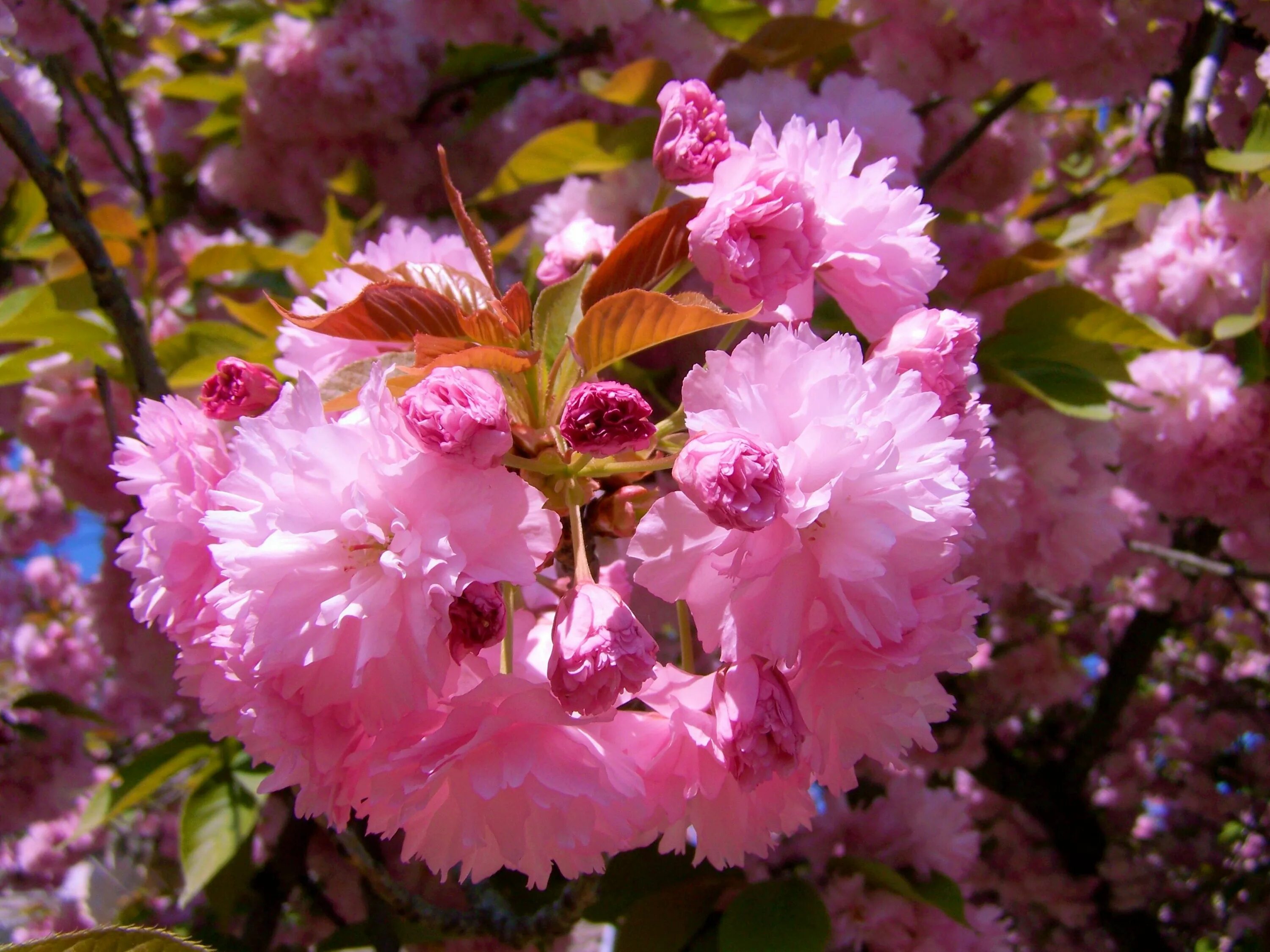 Кустарник цветущий розовыми цветами ранней весной. Сакура (вишня декоративная) Ошидори. Вишня Канзан. Сакура (вишня декоративная) Пинк Перфекшен. Вишня розовоцветущая.