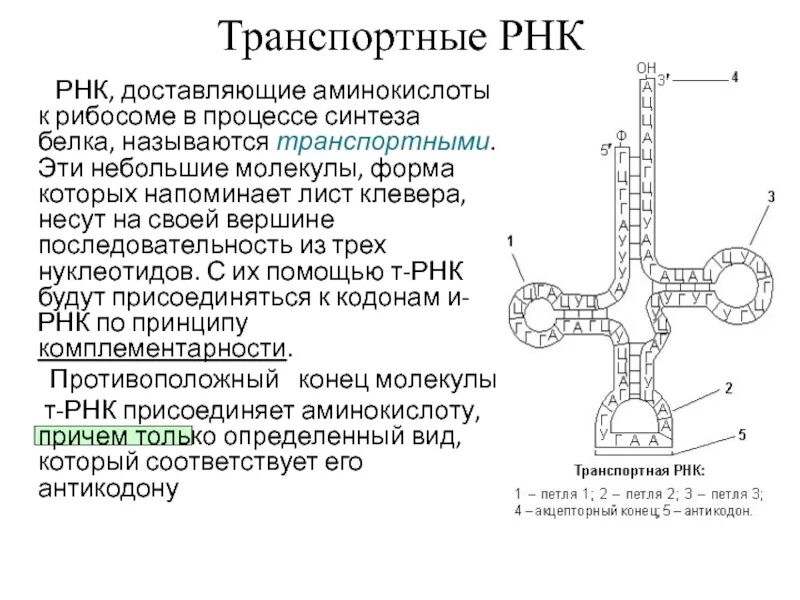 Вариабельная петля ТРНК. Транспортная РНК. ТРНК. Структура ТРНК.