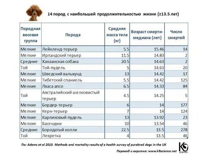 Возраст жизни собак