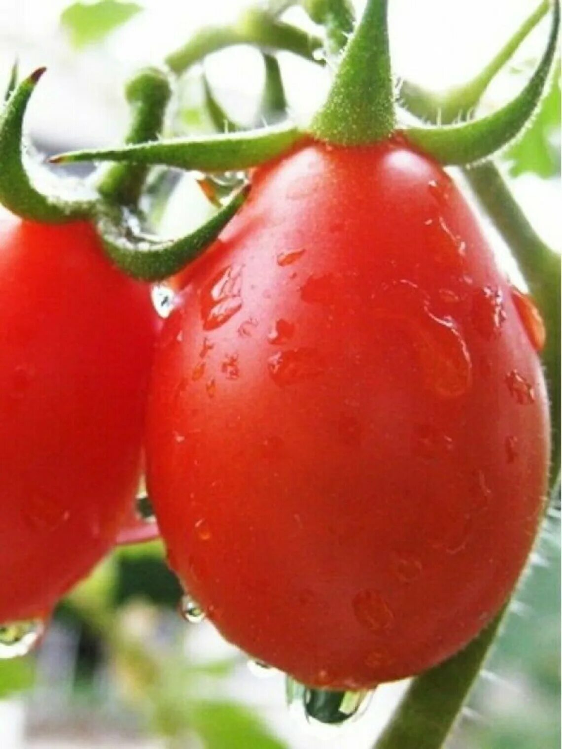 Pear tomato