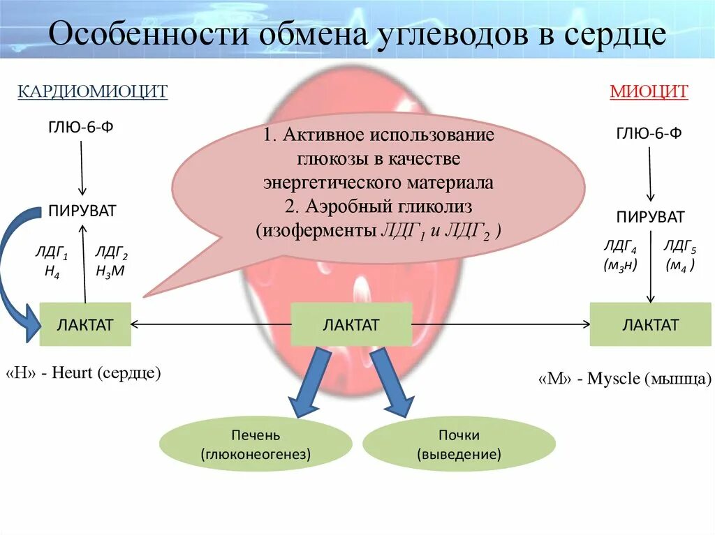 Обмен углеводов в организме. Обмен углеводов в организме