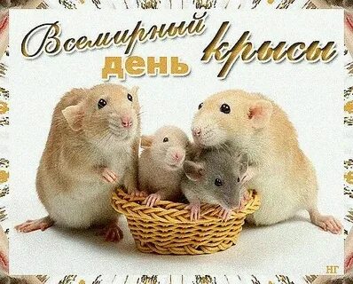 День крысы картинки прикольные с надписями