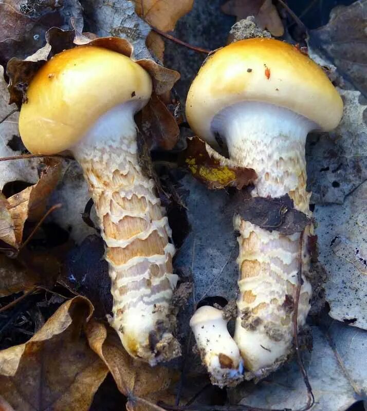 Паутинник желтый (Cortinarius triumphans): описание, где растет, как отличить, ф
