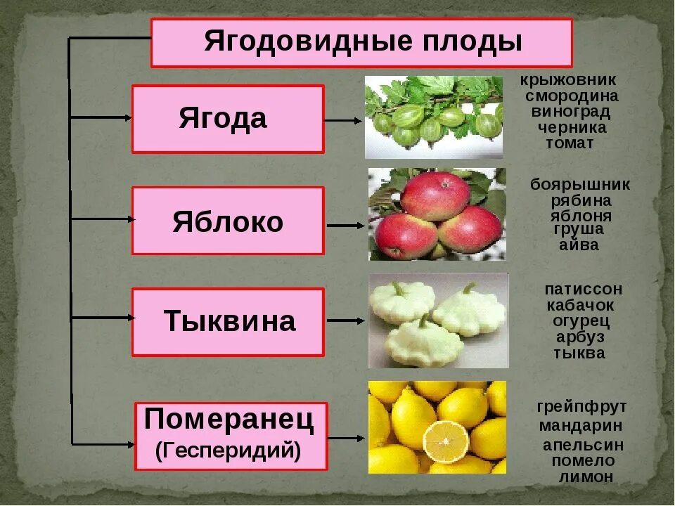 Распределите предложенные растения по группам в зависимости. Ягодовидные плоды. Распространение ягодовидных плодов. Разница между фруктами и ягодами. Различие фруктов и ягод.