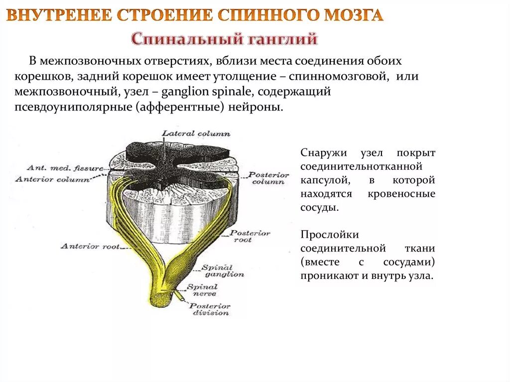 Межпозвоночные узлы их классификация и строение. Функция спинномозгового узла спинного мозга. Строение спинного мозга нервный узел. Спинной мозг строение спинномозговой узел.