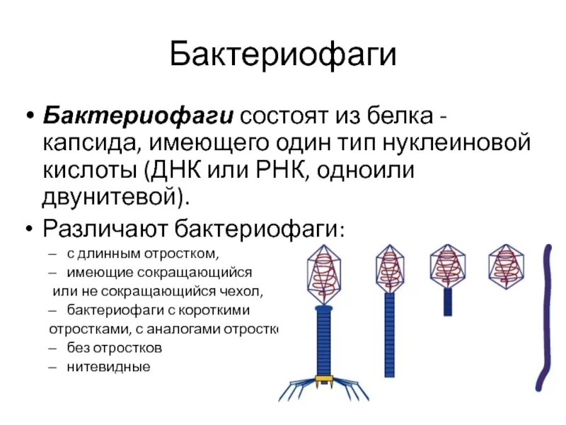 Строение бактериофага микробиология. Вирусы бактериофаги взаимодействие. Основные формы бактериофагов. Морфологические типы бактериофагов таблица. Наследственный аппарат вируса формы жизни бактериофаги