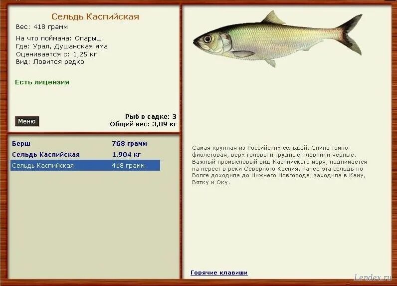 рр3 сельдь атлантическая. поймать волжскую сельдь в реальной рыбалке. реальная рыбалка керченская сельдь. реальная рыбалка керченская сельдь. азово черноморская сельдь.