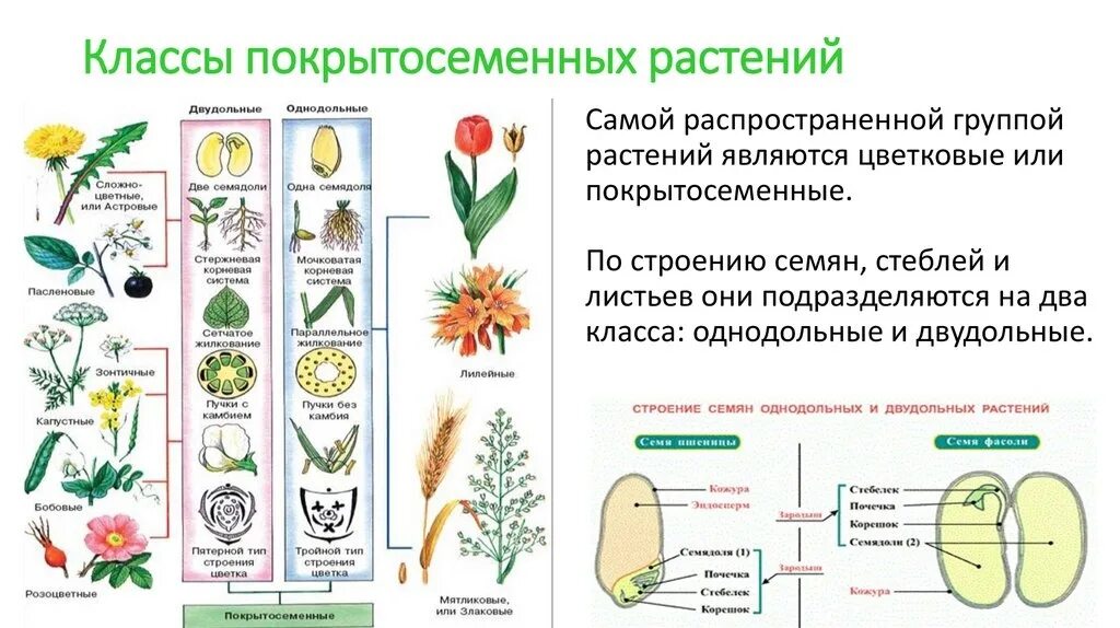 Общая характеристика двудольных