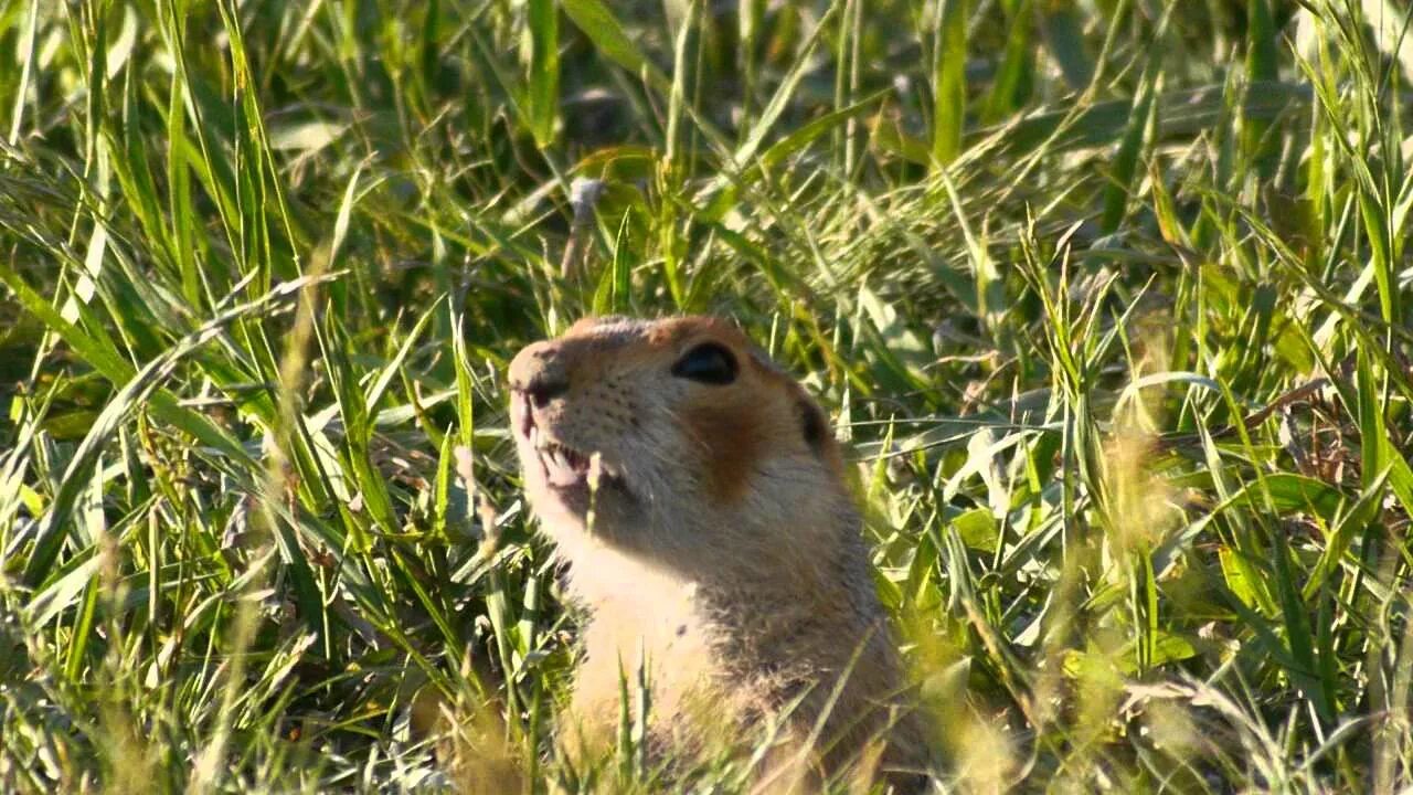 Суслик майнкрафт. Суслик в Челябинской области. Суслик мод. Крутой суслик. Суслик звуки.