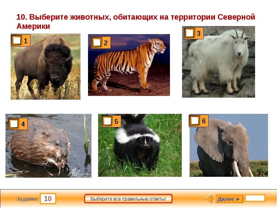 Животные северной америки 2 класс. Животные Северной Америки. Животные Северной Амери. Животнвесеверной Америки.