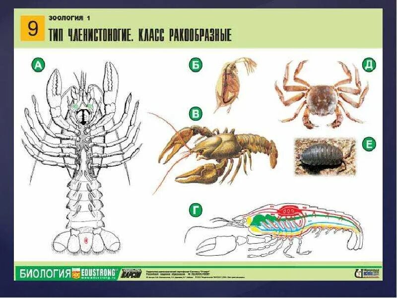 Тесты ракообразные 7 класс. Тип Членистоногие класс ракообразные. Внешнее строение ракообразных. Членистоногие строение. Ракообразные Зоология 7 класс.