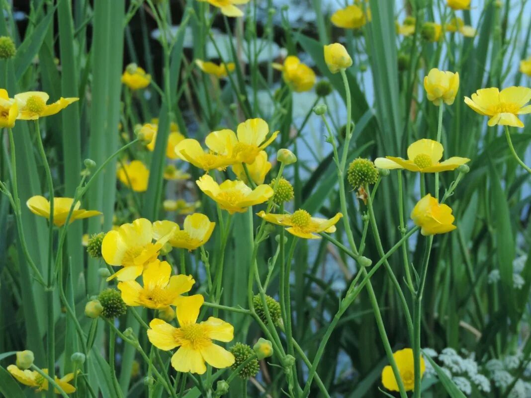 Лютик длиннолистный. Лютик клубненосный. Лютик длиннолистный grandiflora. Лютик луковичный.