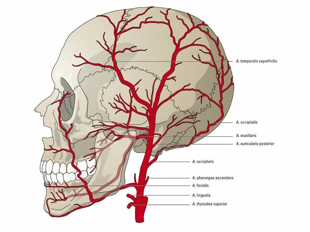 Затылочная артерия ветв. Кровоснабжение наружной сонной артерии. Ветви затылочной артерии анатомия. Поверхностная височная артерия схема. По дну чего проложена артерия жизни