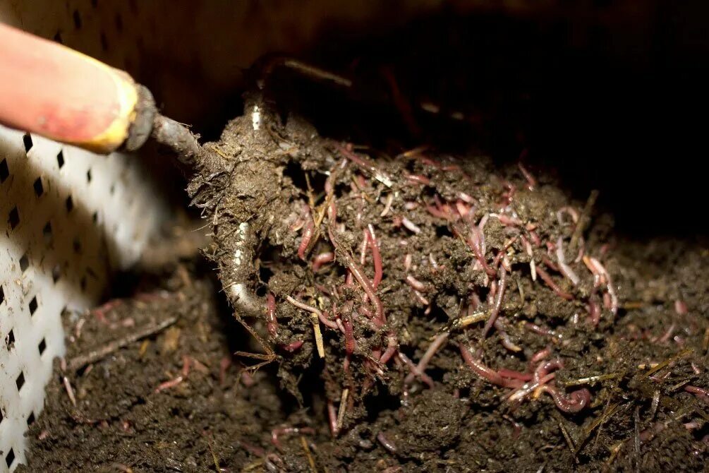 Домашний биогумус. Биогумус калифорнийские черви. Вермиферма гумус. Компостные черви биогумус. Дождевые черви и биогумус.