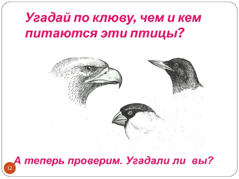 Клюв зерноядных птиц. Зерноядный клюв. клювы птиц и пища. узнай птицу по клюву. угадай птицу по клюву.