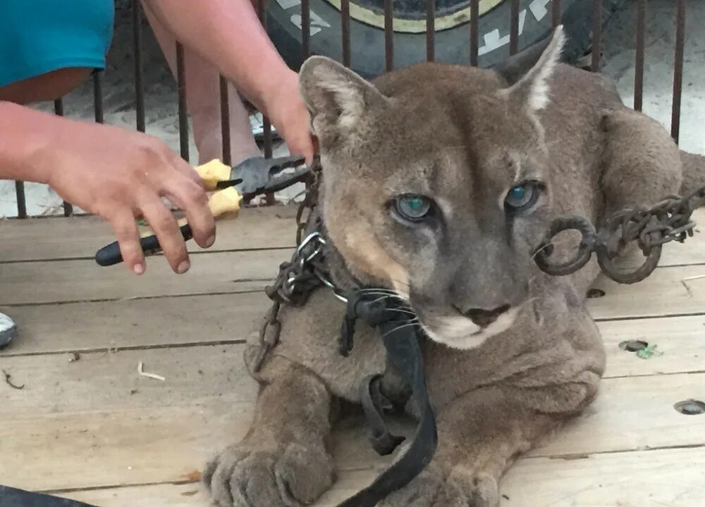 Спасем животных. Акция спаси животных. Спасенные собаки до и после. Спасение животных до и после. Бродячие собаки до и после.