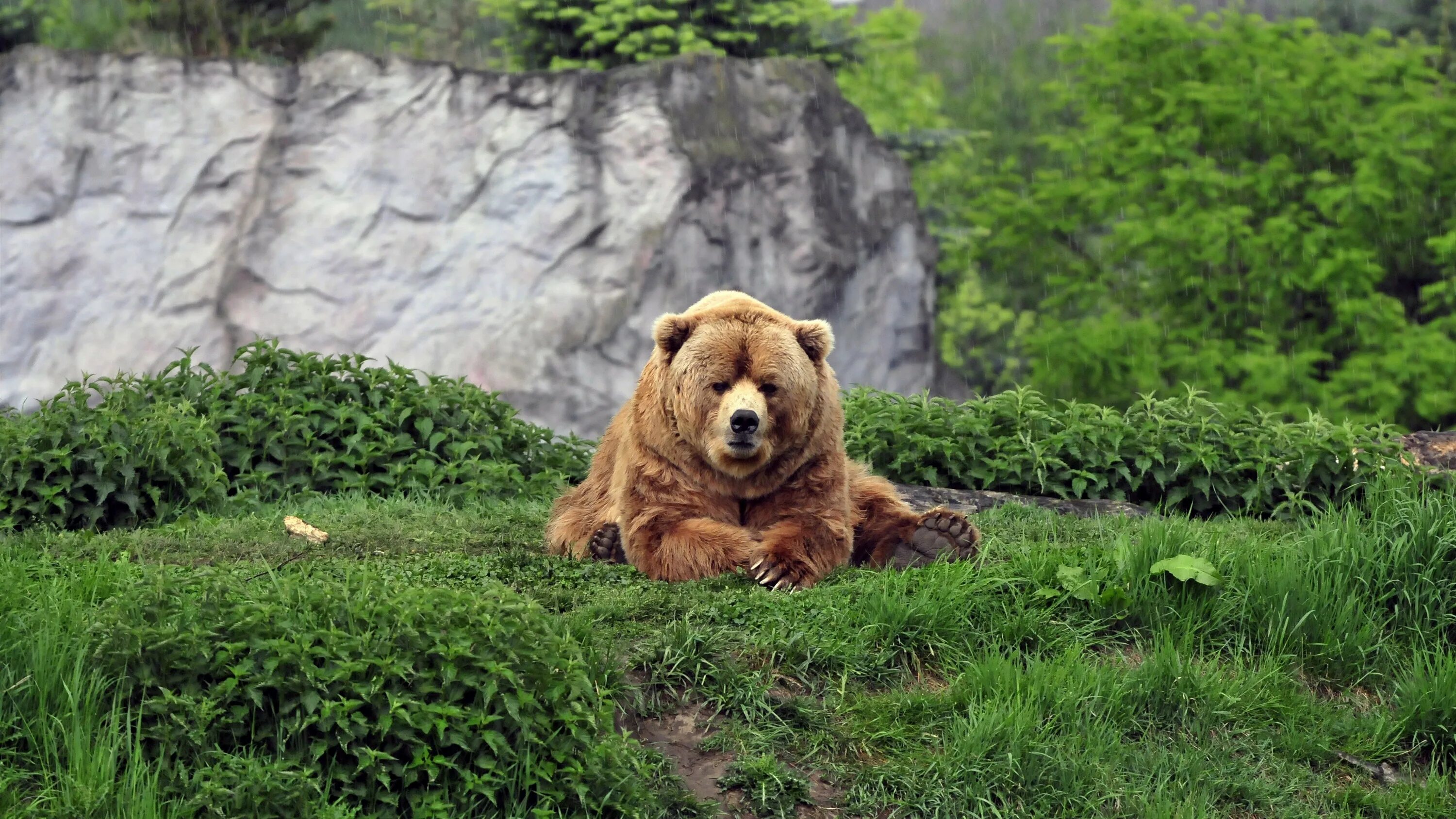 Медвежонок медленно взбирается на невысокий склон