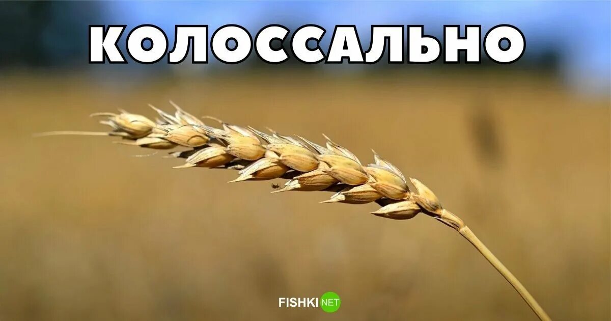 Отдавай зерно. Ленин и пчелы. Отдай зерно. Отдавай зерно. Отдавай зерно.