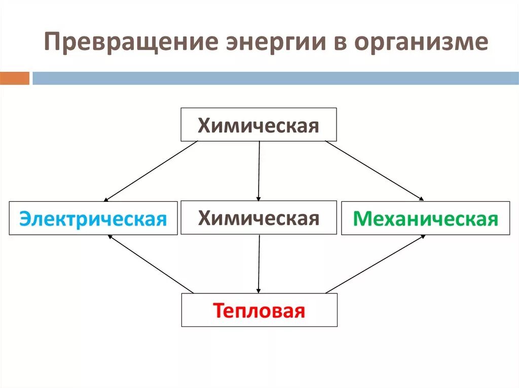 На каком превращение форм энергии основано. Превращение энергии в организме. Виды превращения энергии. Схема превращения энергии в организме. Этапы преобразования энергии в организме.