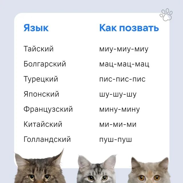 Где кошки зовут. Как подзывают кошек в разных странах. как зовут кошек в разных странах. как зовут кошек на разных языках. как в разных странах зовут кошек к себе.