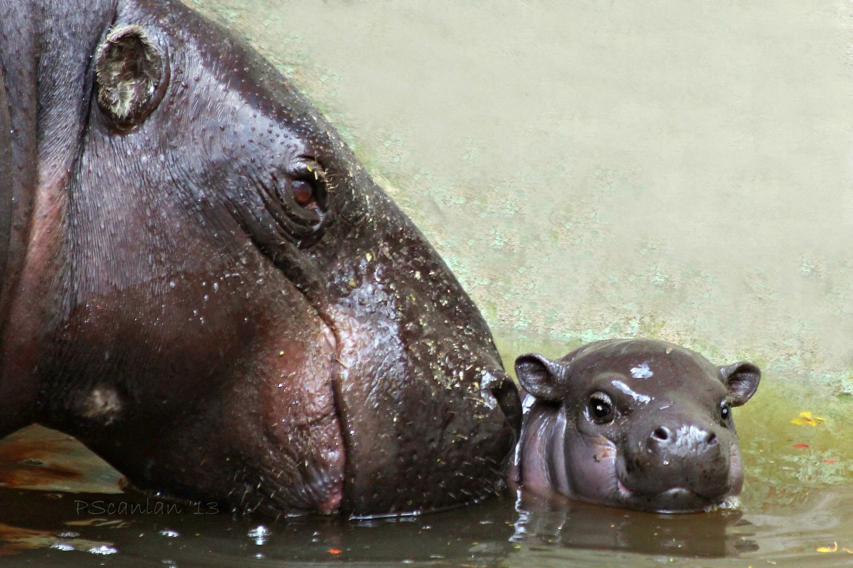 Гиппопотам гиппопотам. Нильский Бегемот. Бегемот Hippo. Африканский карликовый Бегемот.