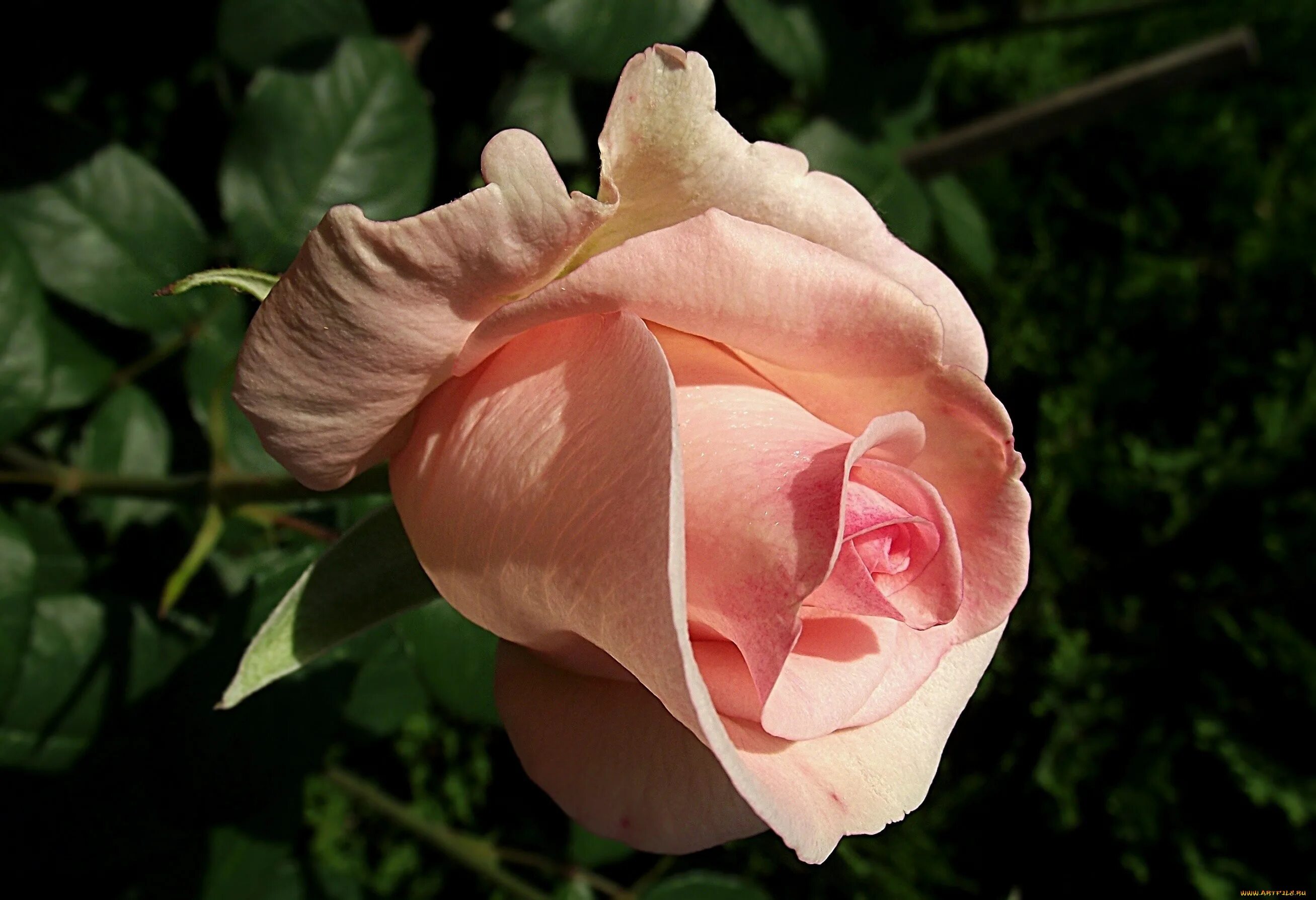Бутон розы. Красивые бутоны роз. Бутон розовой розы