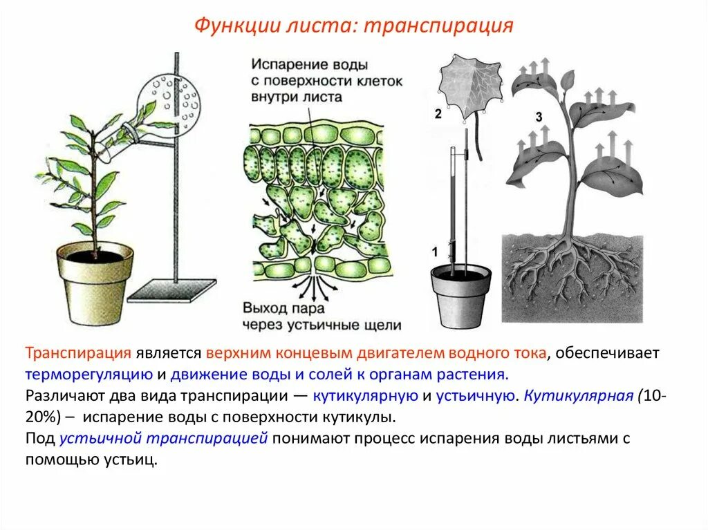 В листьях часть воды используется в процессе. Кутикулярная транспирация. Опыт по транспирации у растений. Процесс испарения воды у растений. Испарение воды растениями транспирация.