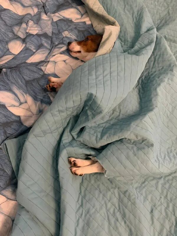 Холодно под одеялом. Под одеялом. Красивые зимние на фото на одеяле. Undercover blanket. Ребенок в одеяле.