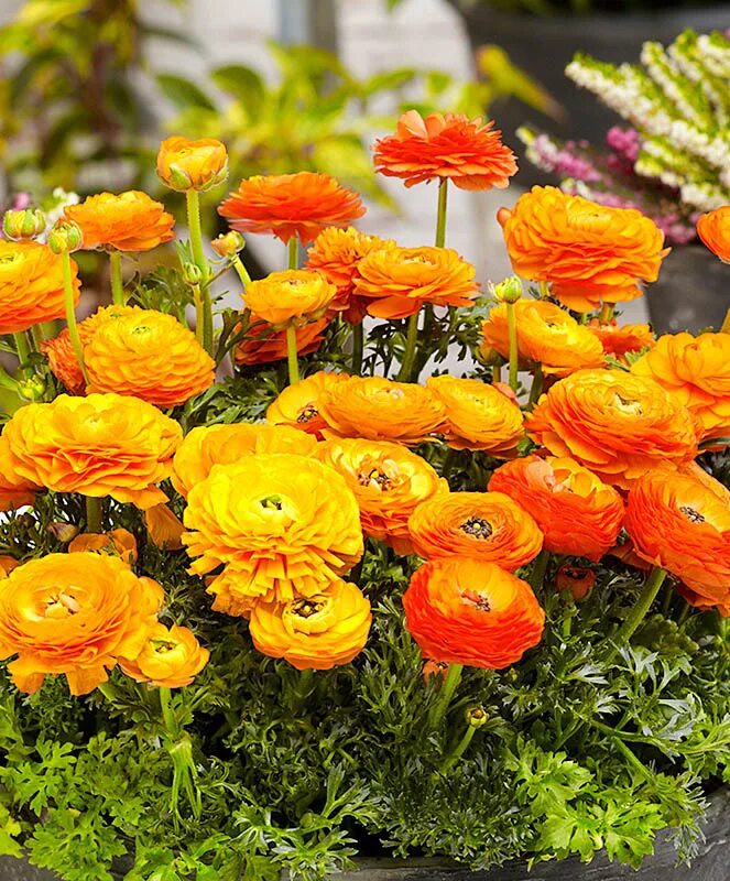 лютик многолетний. лютик ранункулюс. ранункулюс пикоти оранж. лютик махровый ранункулюс. садовый лютик ранункулюс.