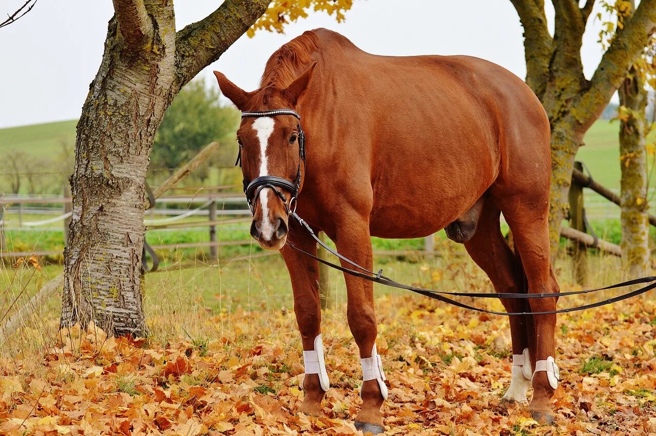 A horse is an animal. Лошадь осень. Красная лошадь. Высокая коричневая лошадь. Голландская теплокровная порода лошадей.