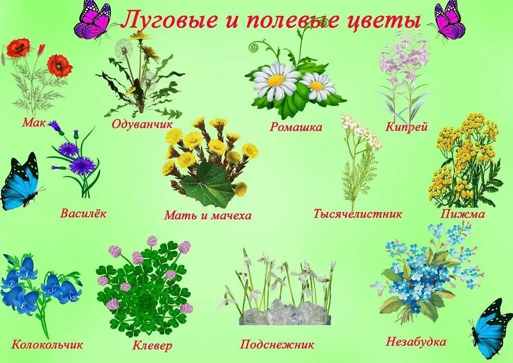Цветы окружающий мир подготовительная группа