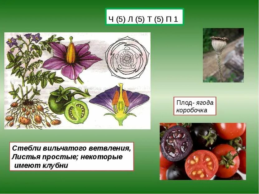 семейство двудольных растений таблица 6 класс. таблица 11 основные признаки семейств цветковых растений. характеристика семейств двудольных растений таблица. название семейства класса двудольные. представители двудольных растений семейство.