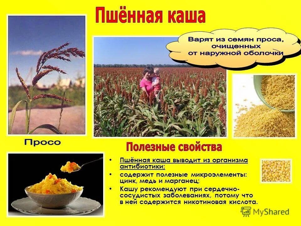 история каши. каша тема. почему нужно есть крупы. дмитрий александрович гурьев. почему надо есть кашу.