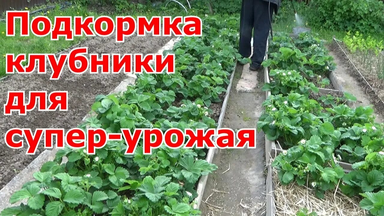 Борная кислота йод для клубники. Обработка клубники завязью. Обработка клубники борной кислотой. Борная кислота для клубники. Клубника и борная кислота при цветении клубники.