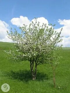 Клетка яблони