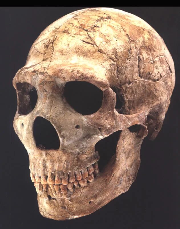 Череп древнего человека и современного. Неандерталец (homo Neanderthalensis) череп.