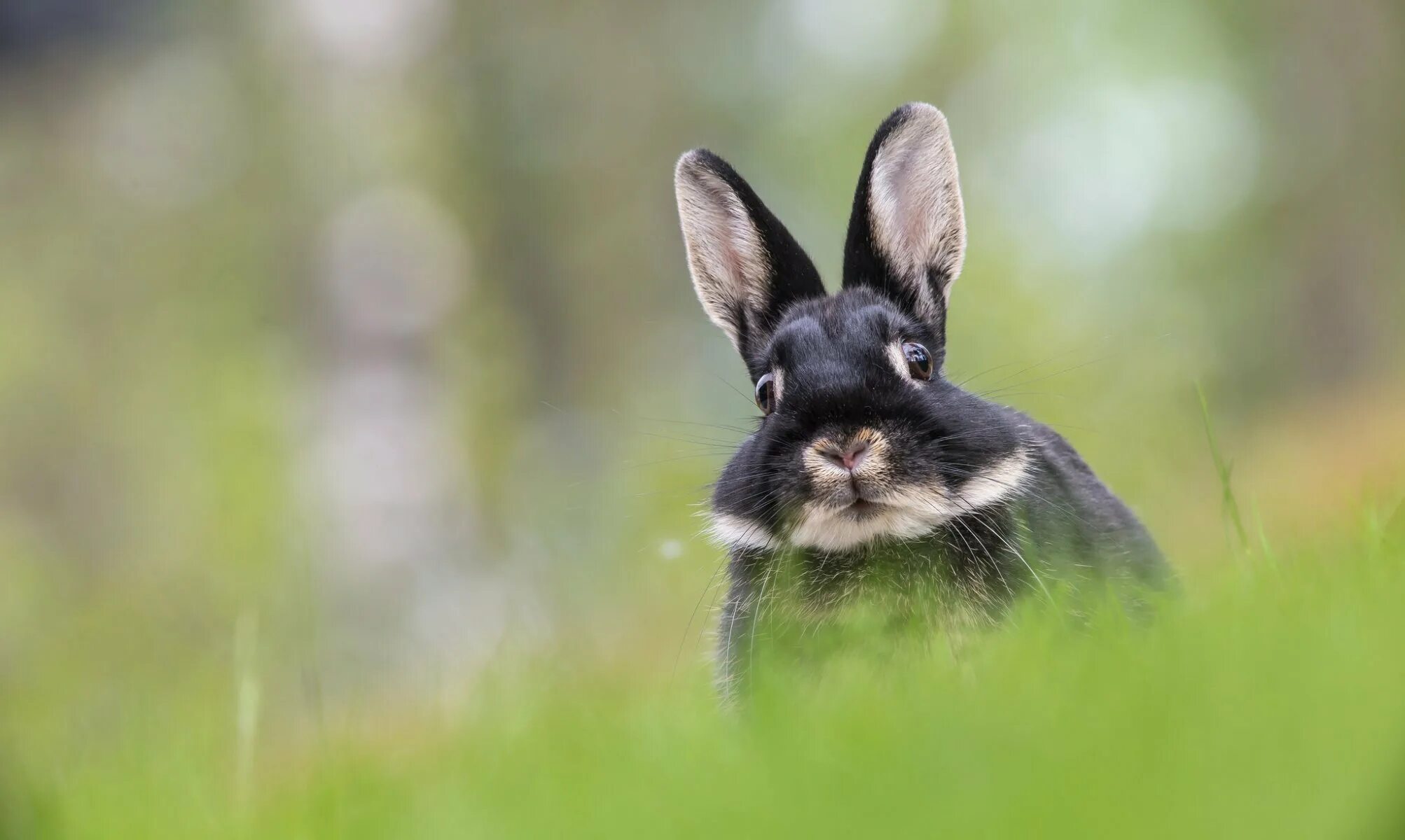 Черный водяной кролик. Морда зайца. Красивый заяц. Смешной заяц.