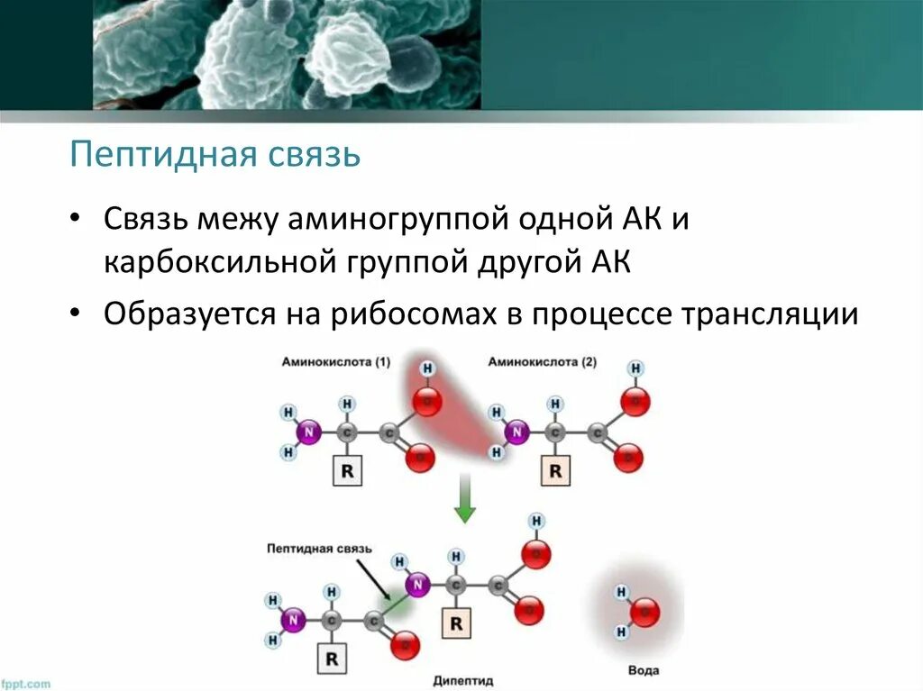 Пептидные связи есть в. Пептидная связь аминокислот. Пептидная связь это ионная связь. Пептидная связь делокализация. Пептидная связь это в биологии.