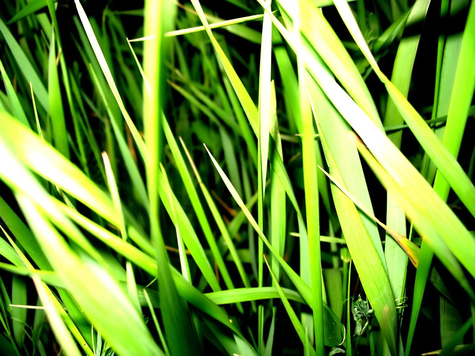 Травинки высокие. Свежескошенный газон. Каким цветом травка. Повтори какого цвета трава. Длинная трава.