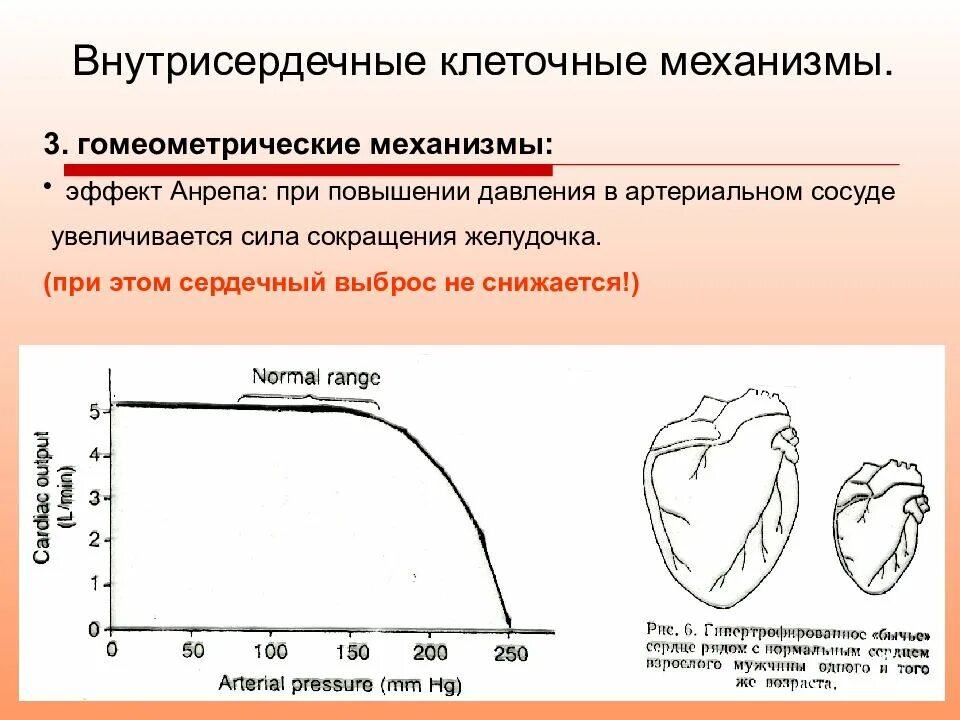 Сердечные гликозиды силу сердечных сокращений. Чсс механизма. Пароксизмальная наджелудочковая тахикардия на хмэкн. Адаптация к физическим нагрузкам (адаптация). Чсс механизма.