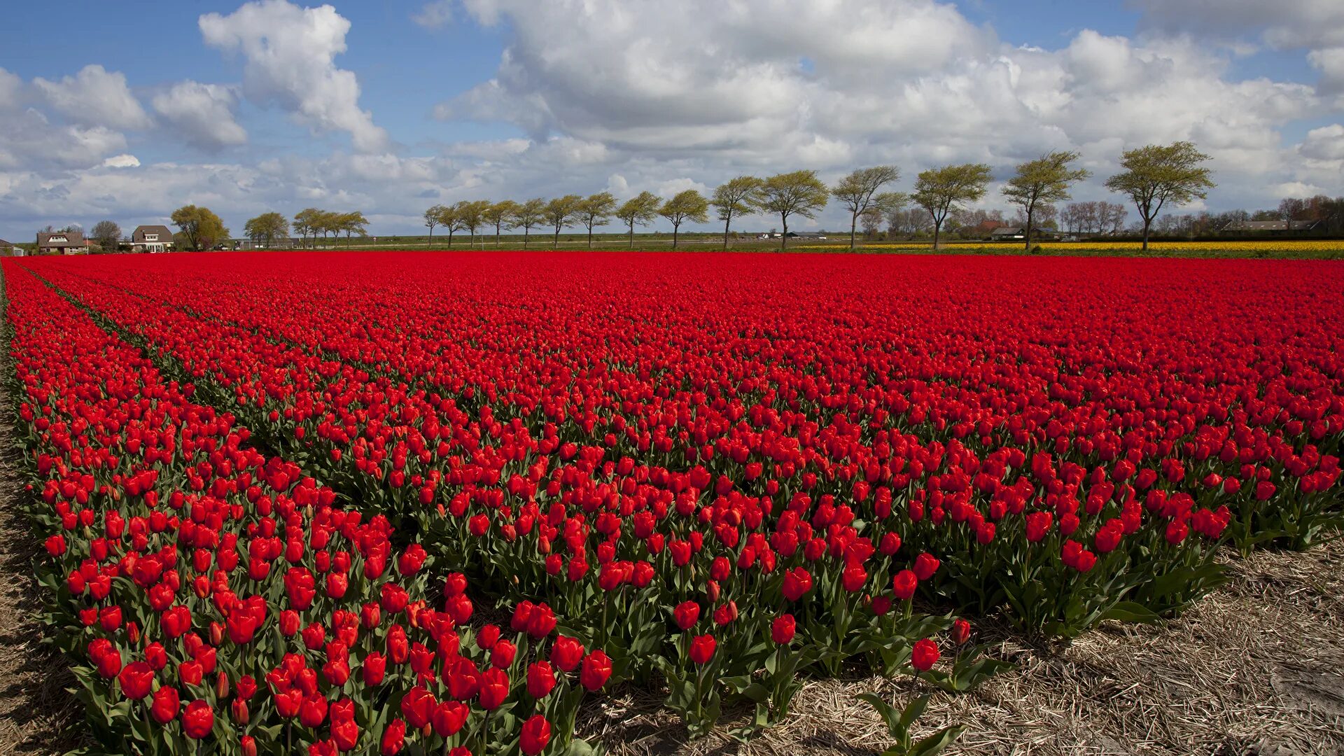 Где находится тюльпановое поле. Тюльпановые поля в Голландии. Амстердам тюльпановые поля. Тюльпановые плантации в Голландии. Тюльпановые поля в Голландии фото.
